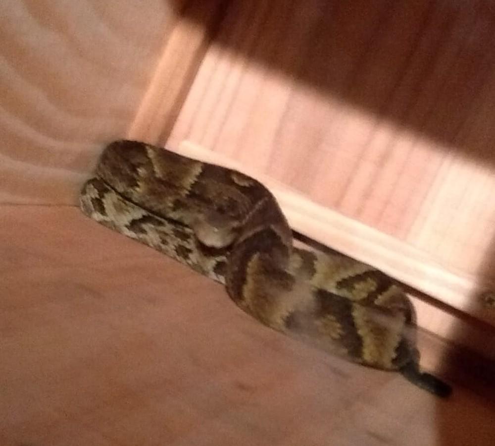 Jararaca de quase 1 m é encontrada dentro de casa no Norte catarinense