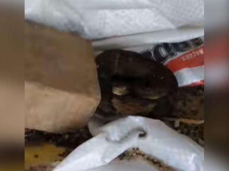 Jararaca é capturada dentro de galinheiro em Jaraguá do Sul