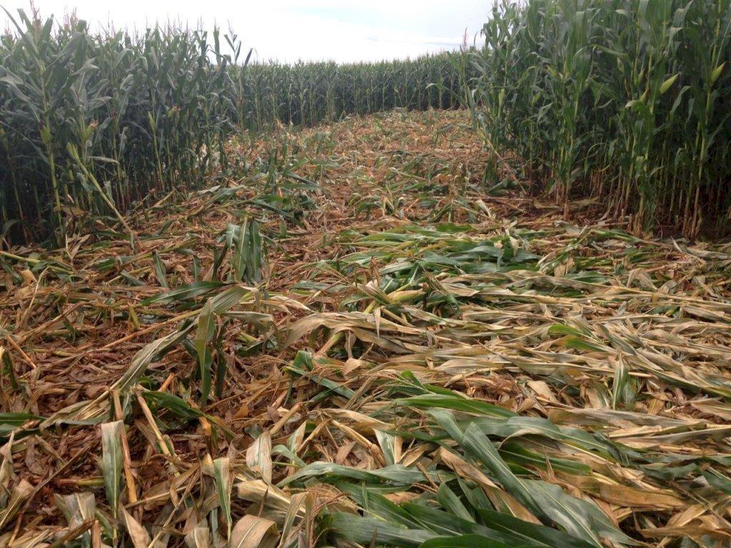 Javalis ameaçam cultivo de grãos na Serra Catarinense
