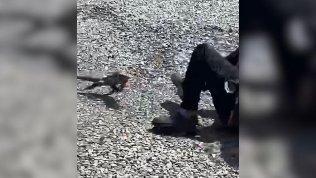 Lagarto dá “corridão” em homem que o acertou com pedra em SC