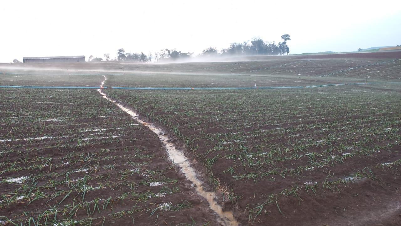 Granizo castiga lavouras de fumo, trigo e cebola em Atalanta