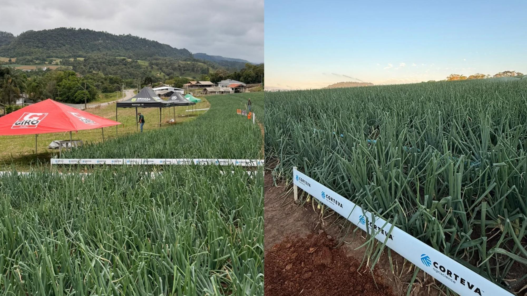 Leão Agropecuária promove Dia de Campo com demonstrações sobre cultivo de cebola