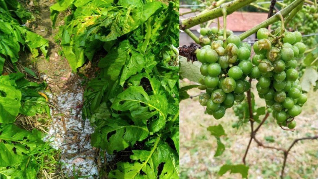 Linha de crédito sem juros é disponibilizada a agricultores em Petrolândia