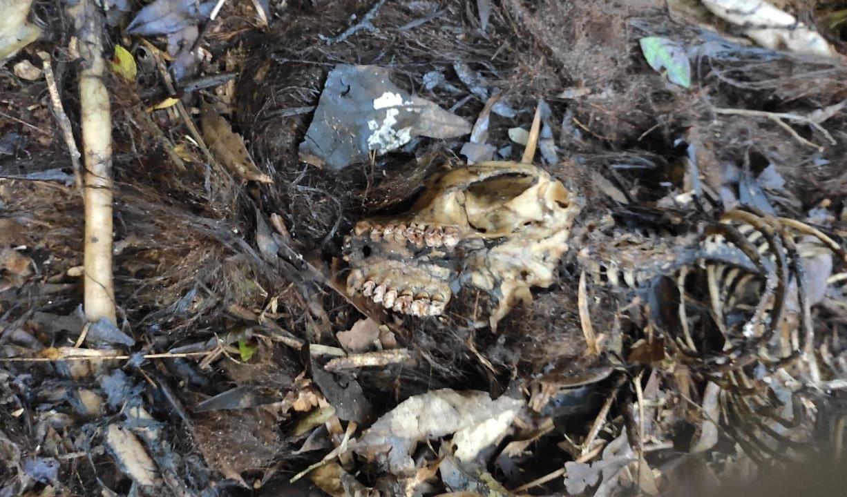Macaco encontrado morto em Aurora deixa região em alerta com possibilidade de circulação do vírus da febre amarela