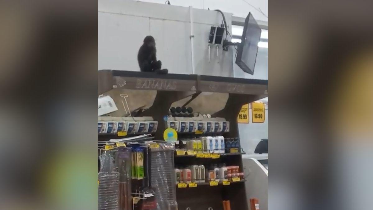 Macaco invade mercado, come pinhão, bebe cerveja e é apreendido em SC