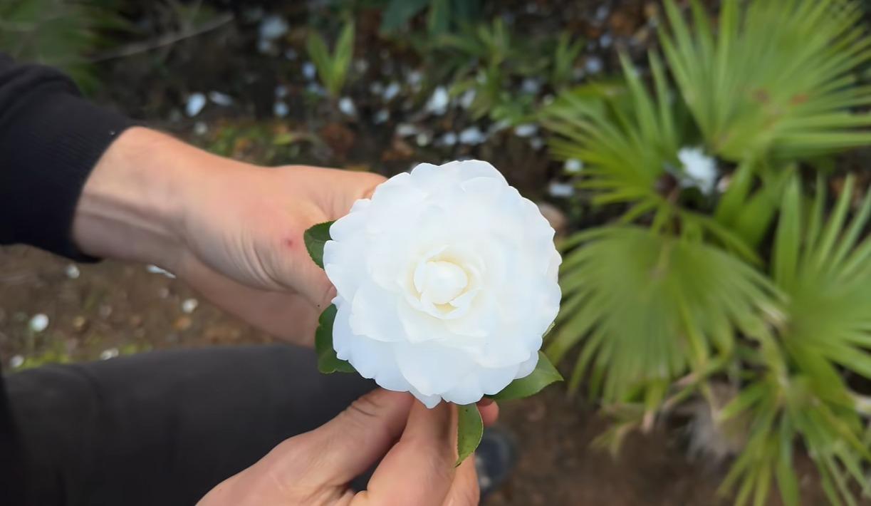 Maior coleção de camélias do Brasil está em uma cidade com menos de 9 mil habitantes