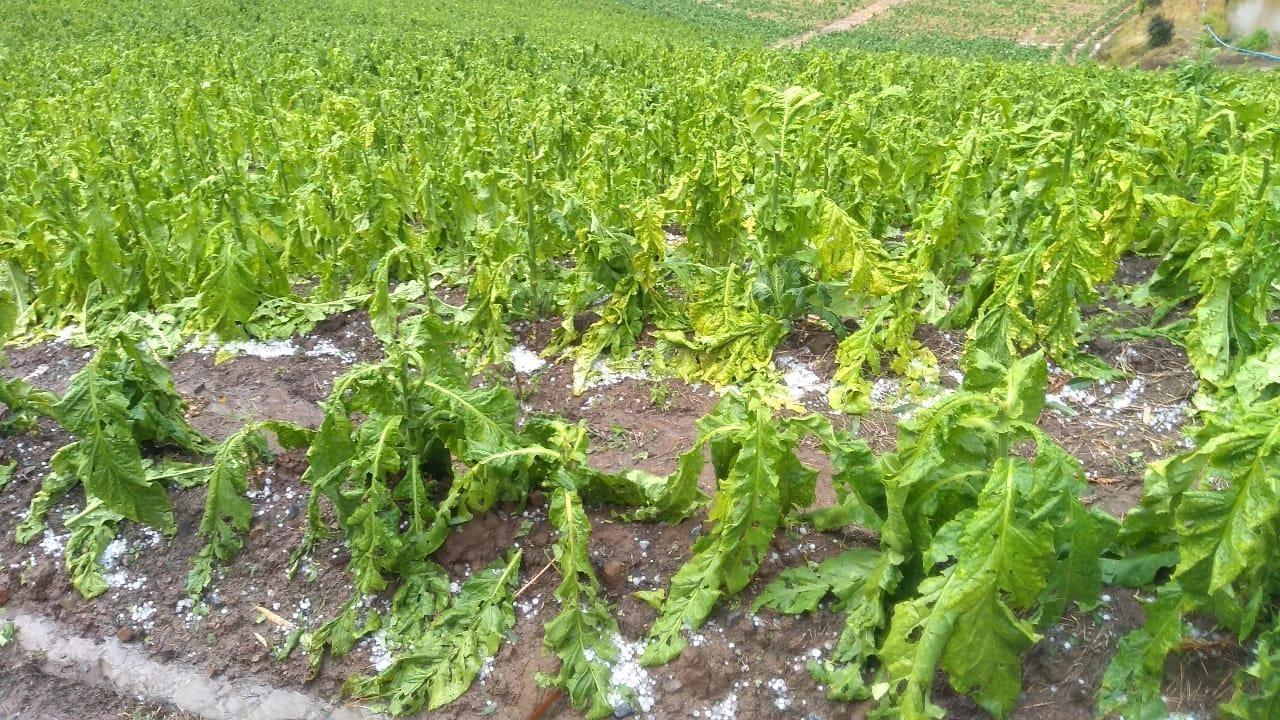 Mais 1.800 lavouras de tabaco foram atingidas pelo granizo em Ituporanga, afirma Afubra