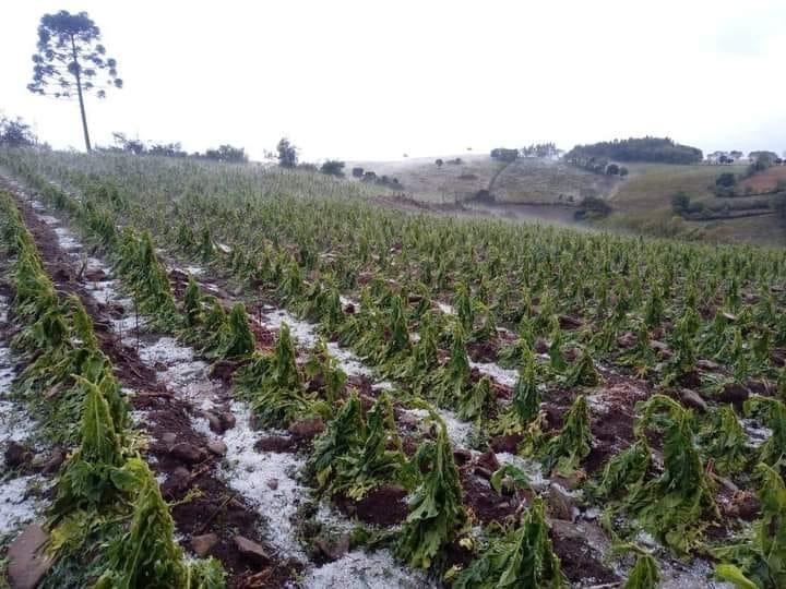 Mais de 250 lavouras são atingidas por granizo nesse fim de semana no Alto Vale