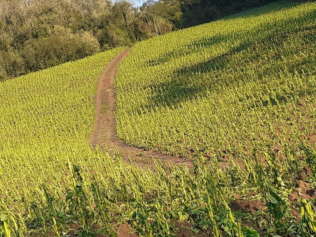 Mais de 40% das lavouras de tabaco ficaram destruídas após chuva de granizo em Petrolândia