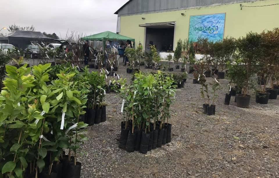 Mais de mil pessoas prestigiam Feirão de Mudas Frutíferas e Ornamentais e Feira de Artesanato de Imbuia