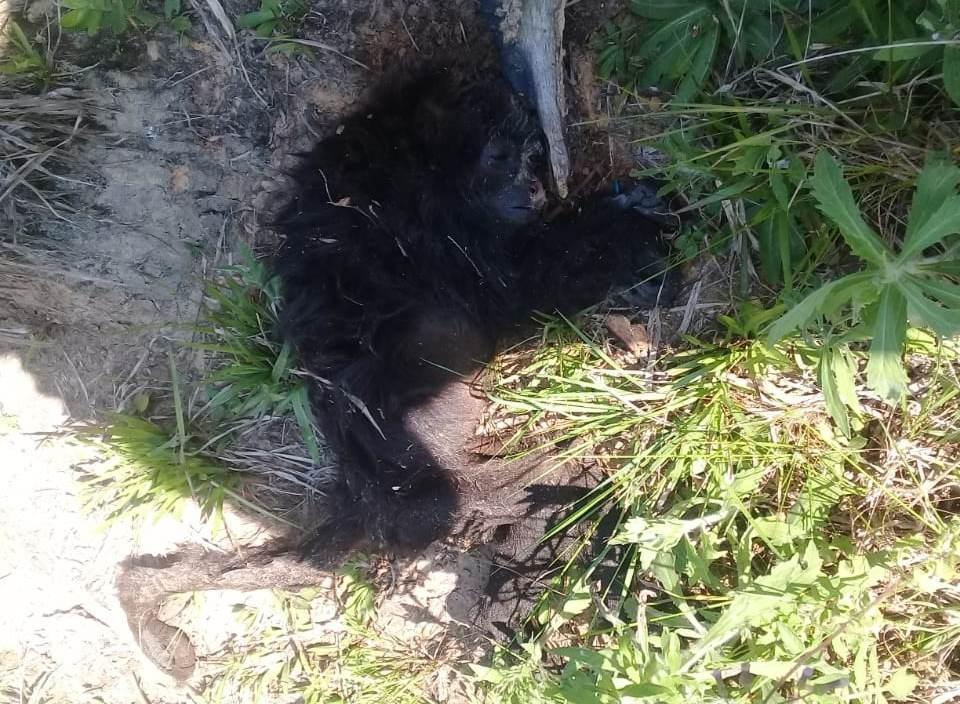 Mais macacos são encontrados mortos no Alto Vale