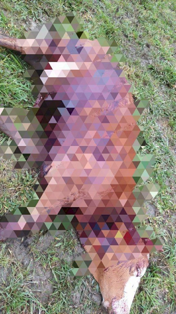 Mais um caso de morte de gado e furto da carne é registrado no Alto Vale  