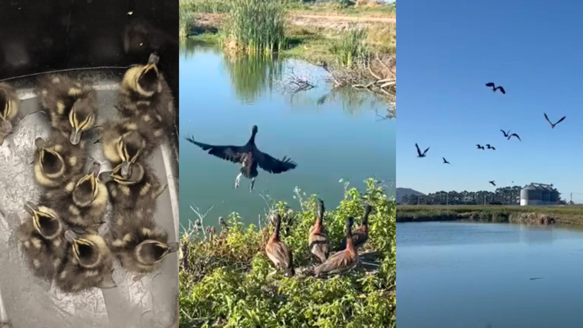 Marrecos resgatados pela PRF em SC são devolvidos à natureza 