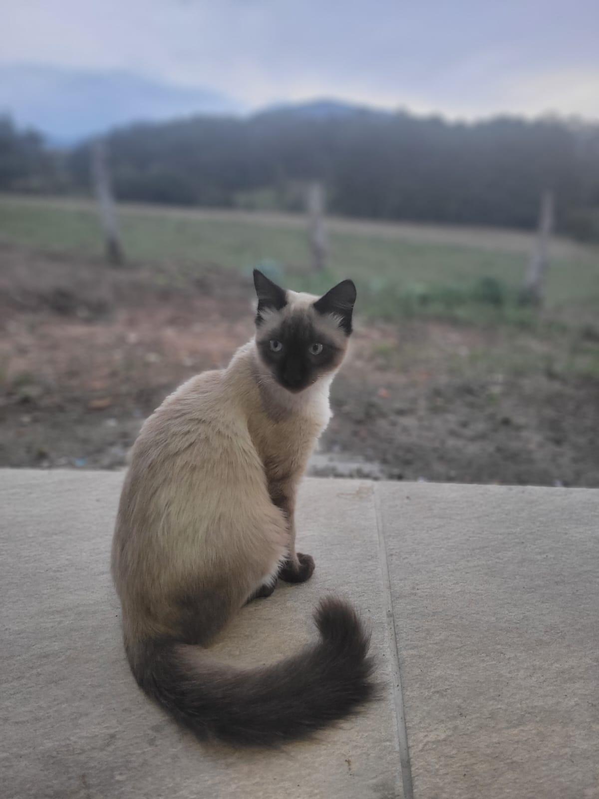 Médico Veterinário explica a importância da vacinação dos pets