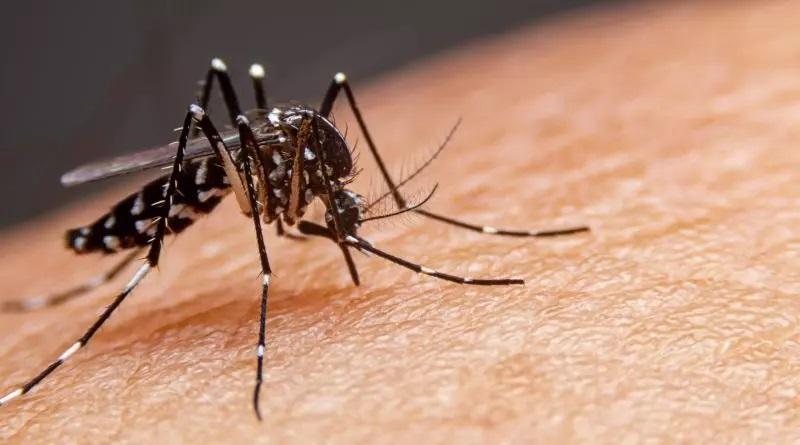 Menina do Alto Vale morre vítima de dengue