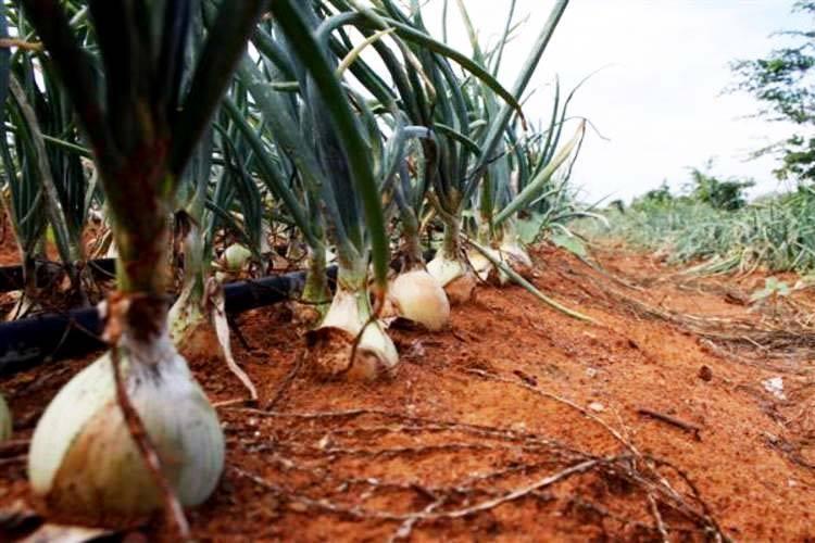 Mesmo com desafios para aquisição de insumos e alto custo de produção, área plantada com cebola deve manter o mesmo patamar no Brasil