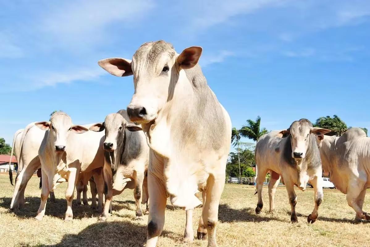 Ministério da Agricultura e Pecuária confirma que investiga caso de vaca louca no Brasil