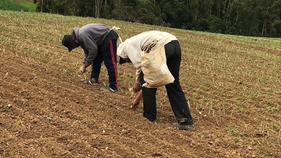 Ministério do Trabalho promete reduzir fiscalizações na cebola se setor mostrar avanços