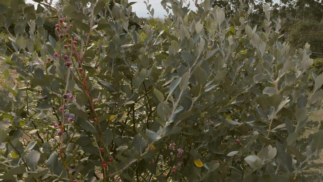 Mirtilos: A Nova Fruta que Ganha Espaço na Agricultura Familiar do Alto Vale
