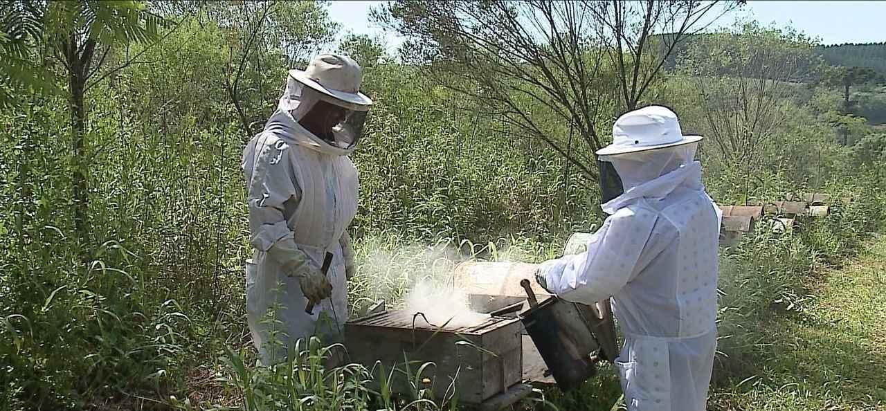 Morte de milhares de abelhas no Planalto Norte de SC é mistério