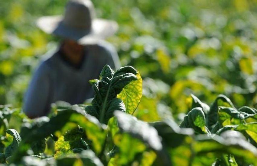 Negociação do preço do tabaco inicia nesta quarta-feira