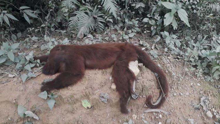 Nos primeiros 20 dias de 2020, foram registradas 64 mortes de macacos com suspeita de febre amarela