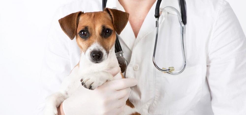 09 de Setembro: Hoje é Dia do Médico Veterinário