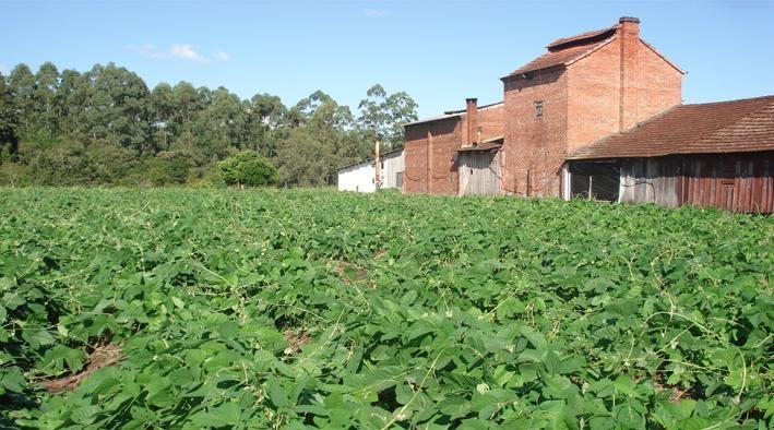 80% dos produtores de tabaco da Região de Ituporanga já receberam os pagamentos do sistema mutualista da Afubra