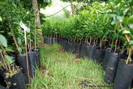 Abertas inscrições para campanha de mudas frutíferas e ornamentais em Chapadão do Lageado