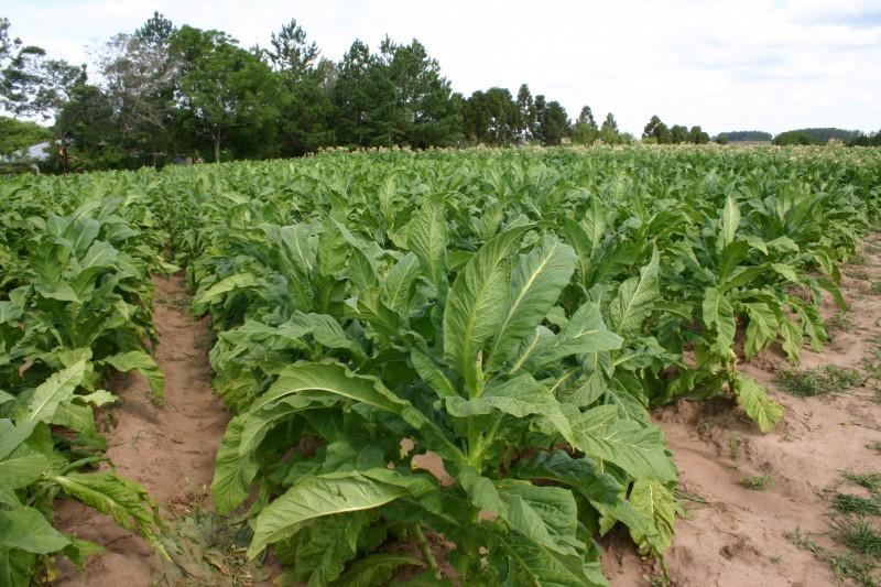 Afubra estima queda de 15% na safra de tabaco 2017/2018