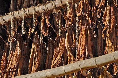 Afubra estima queda de mais de 15% na safra de tabaco