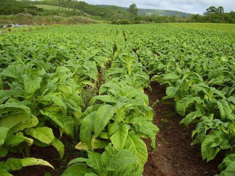 Afubra orienta fumicultores para colheita do tabaco maduro
