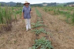 Agricultor de Aurora melhora produção de melancia com sistema de irrigação