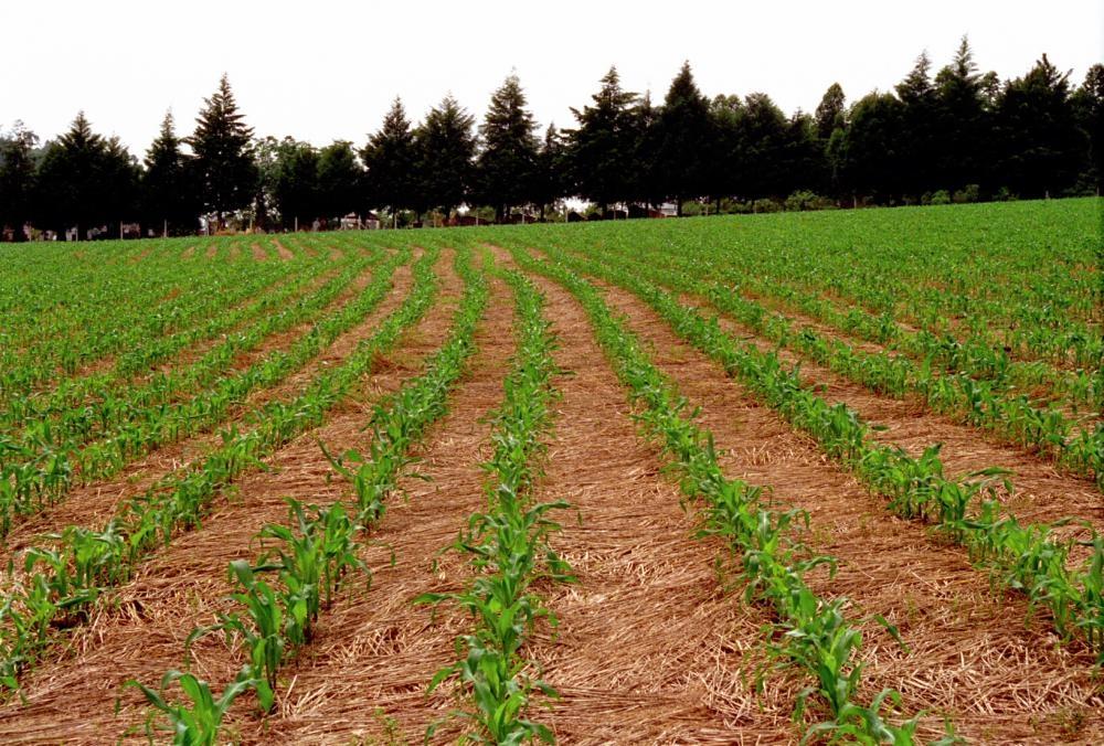 Agricultores da Região da Cebola apostam na diversificação de culturas nas propriedades