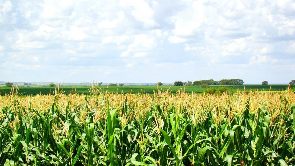 Agricultores da região podem apostar no milho safrinha para incrementar a renda 