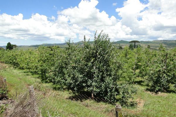 Agricultores de Imbuia participam de reunião para fechamento do ano agrícola do programa Propriedade Sustentável