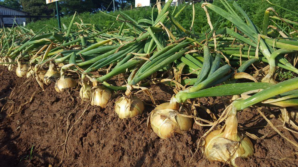 Agricultores devem ficar atentos as regras para não perder a cobertura do Proagro