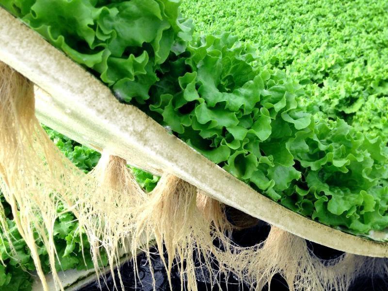 Agricultores do Alto Vale investem no cultivo hidropônico