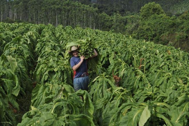Agricultores esperam safra de fumo 40% maior no Alto Vale do Itajaí 