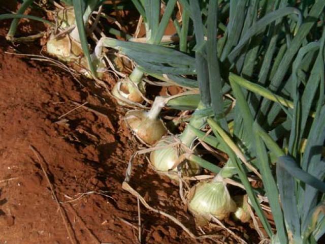 Agropecuária de Petrolândia realiza Dia de Campo para expor produtos em alta na cebolicultura