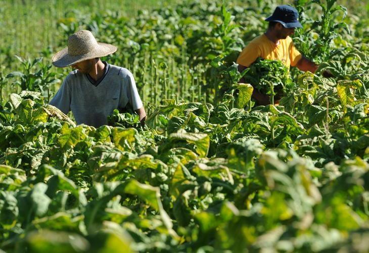 Alívio para os fumicultores: Governo anuncia acesso irrestrito ao crédito rural para os produtores de fumo