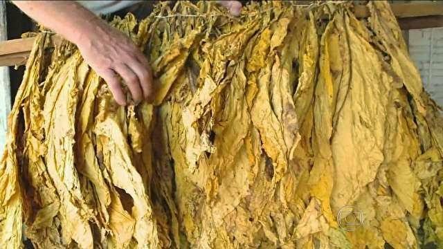 Após rodada de negociação, reajuste no preço do tabaco segue indefinido