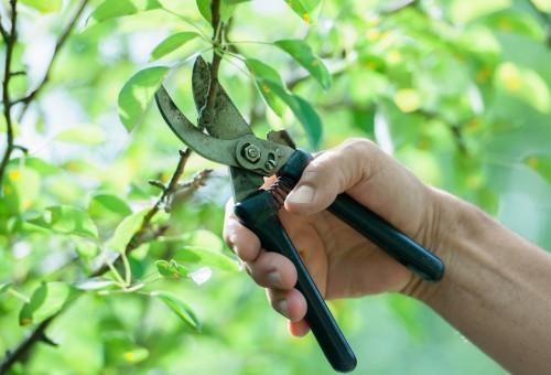 Atenção agricultores: mês de agosto é indicado para fazer podas de árvores frutíferas 