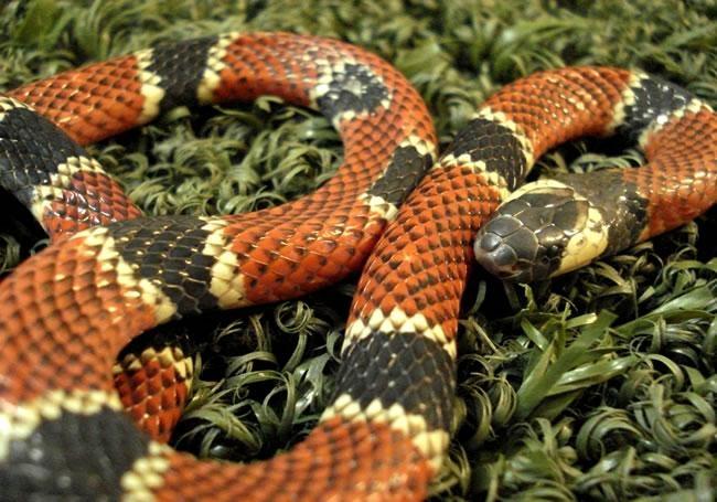 Bombeiros alertam população sobre como evitar acidentes com animais peçonhentos