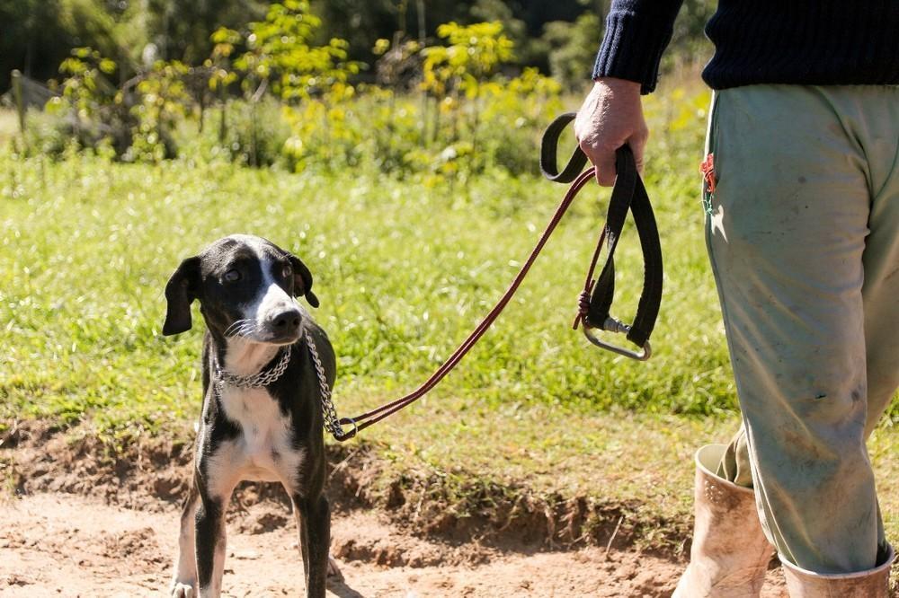 Bombeiros de Ituporanga resgatam cão perdido há 6 dias em região de penhasco