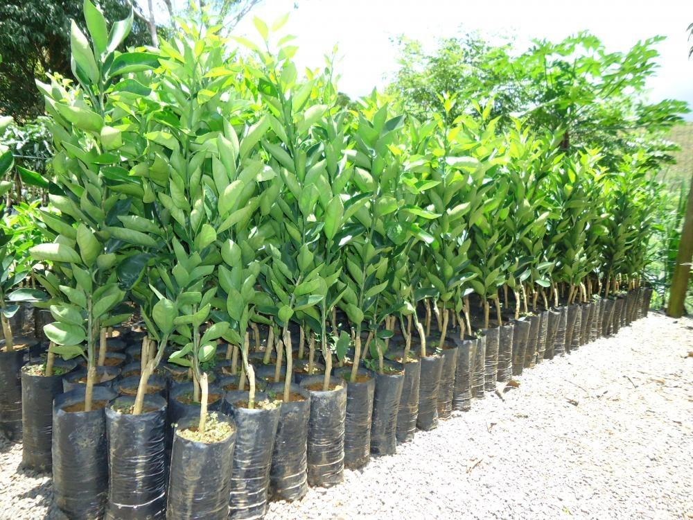Campanha de mudas frutíferas será realizada em Imbuia