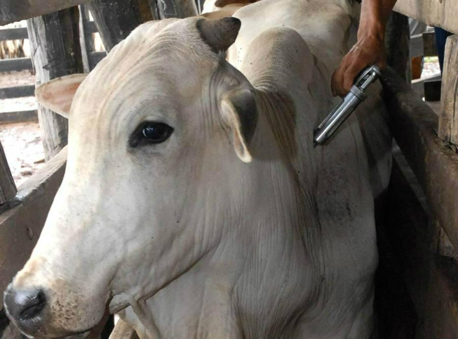 Campanha de vacinação contra raiva e carbúnculo é realizada em Vidal Ramos