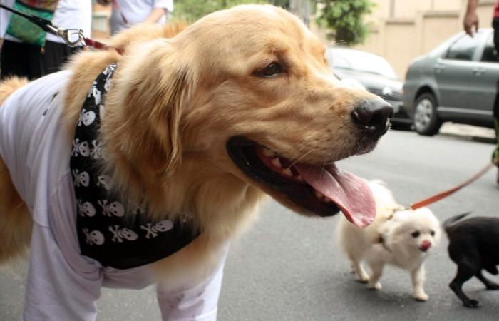 Cãominhada é realizada no feriado em Ituporanga