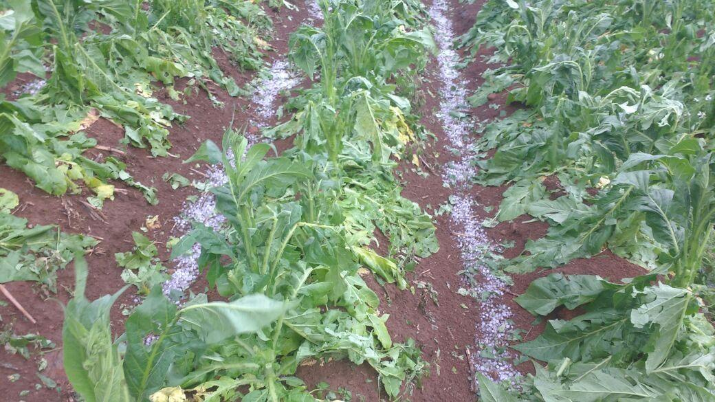 Chuva com vento e granizo causa transtornos e prejuízos na Região da Cebola