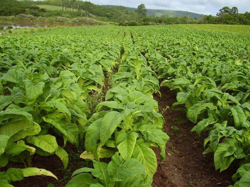 Condições climáticas favoráveis criam boas expectativas na produção do tabaco na Região